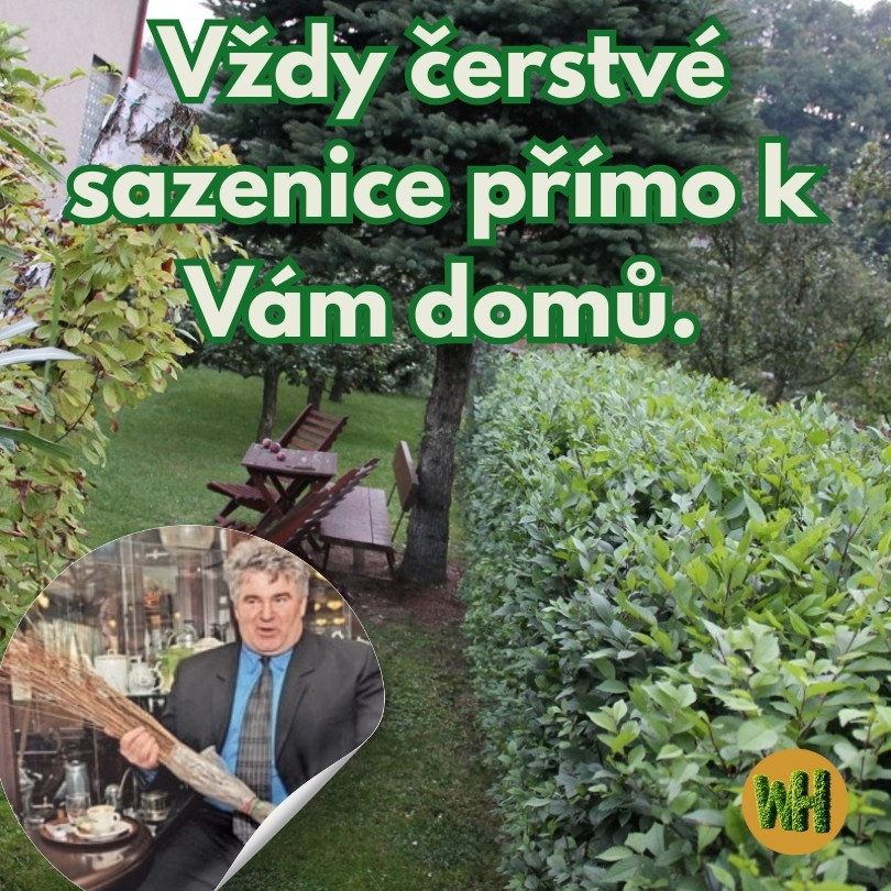 Vždy čerstvé sazenice